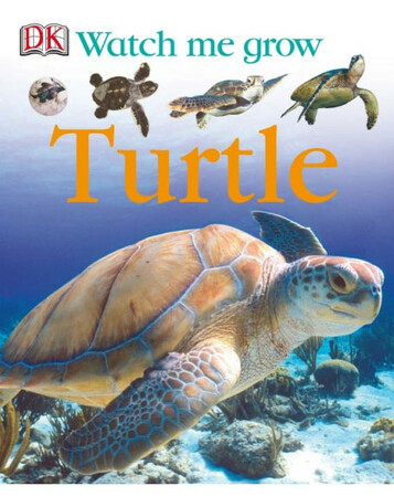 : Turtle (eBook)