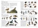 RSPB Birds of Britain & Europe 4th Edition дополнительное фото 2.