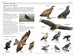 RSPB Birds of Britain & Europe 4th Edition дополнительное фото 3.