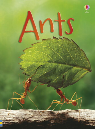 Для младшего школьного возраста: Ants
