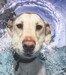 Underwater Dogs дополнительное фото 4.