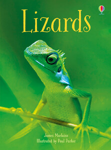 Книги про животных: Lizards - Beginners [Usborne]