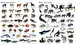 1000 animals - [Usborne] (9781474951340) дополнительное фото 2.