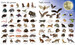 1000 animals - [Usborne] (9781474951340) дополнительное фото 3.
