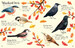 Birds to Spot [Usborne] дополнительное фото 3.