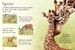 Giraffes [Usborne] дополнительное фото 2.