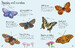 Butterflies to Spot with Stickers [Usborne] дополнительное фото 3.