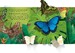 Pop-Up Butterflies [Usborne] дополнительное фото 2.