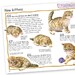 100 Facts Cats and Kittens дополнительное фото 2.