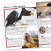 100 Facts Birds of Prey дополнительное фото 1.