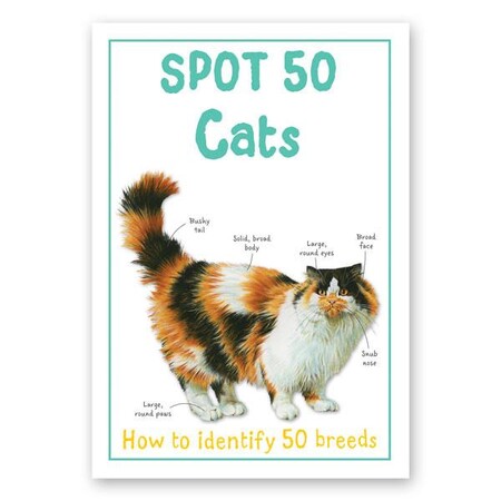 Для младшего школьного возраста: Spot 50 Cats