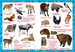 Книга-картонка животных для малышей, Кристалл Бук дополнительное фото 1.