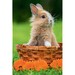 Пазл серії Міні «Кролик», 54 ел., Trefl дополнительное фото 1.