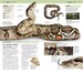 Nature Guide Snakes and Other Reptiles and Amphibians дополнительное фото 4.