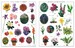 RHS Garden Flowers Ultimate Sticker Book дополнительное фото 1.