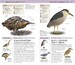 Nature Guide Birds of the World дополнительное фото 2.