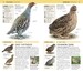Nature Guide Birds of the World дополнительное фото 1.