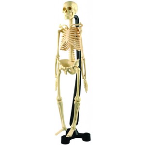 Исследования и опыты: Анатомическая модель Скелет человека 46 см, EDX Education