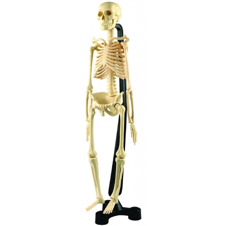 Анатомічні моделі-конструктори: Анатомічна модель Скелет людини 46 см, EDX Education