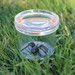 Ёмкость для наблюдения за насекомыми GeoSafari® Educational Insights дополнительное фото 1.