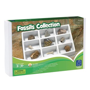 Колекція з 12 скам'янілостей Educational Insights