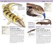Nature Guide Snakes and Other Reptiles and Amphibians дополнительное фото 2.