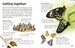 Butterflies and Moths дополнительное фото 2.