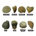 Детский набор «Раскопки окаменелостей (8 шт.)» Educational Insights дополнительное фото 2.