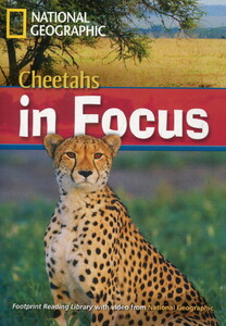 Книги для детей: Cheetahs in Focus (+DVD)