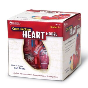 Анатомічні моделі-конструктори: Модель серця людини анатомічна в розрізі Learning Resources