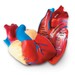 Модель сердца человека анатомическая в разрезе Learning Resources дополнительное фото 1.