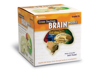 Исследования и опыты: Модель мозга человека анатомическая в разрезе Learning Resources