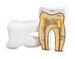 Модель зуба людини анатомічна в розрізі Learning Resources дополнительное фото 1.