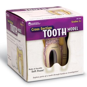 Анатомічні моделі-конструктори: Модель зуба людини анатомічна в розрізі Learning Resources