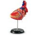 Демонстраційна модель «Серце людини» Learning Resources дополнительное фото 2.