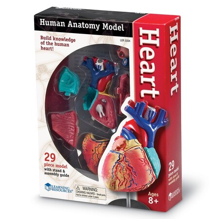 Анатомические модели-конструкторы: Демонстрационная модель "Сердце человека" Learning Resources