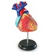 Демонстрационная модель "Сердце человека" Learning Resources дополнительное фото 1.