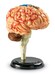 Демонстрационная модель "Мозг человека" Learning Resources дополнительное фото 2.