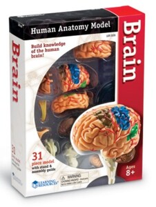Дослідження і досліди: Демонстраційна модель «Мозок людини» Learning Resources