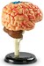 Демонстраційна модель «Мозок людини» Learning Resources дополнительное фото 3.