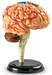 Демонстраційна модель «Мозок людини» Learning Resources дополнительное фото 1.