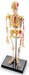 Скелет человека - анатомическая модель от Learning Resources дополнительное фото 3.