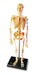 Скелет человека - анатомическая модель от Learning Resources дополнительное фото 2.