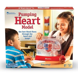 Анатомічні моделі-конструктори: Демонстраційна модель "Насосна функція серця" Learning Resources
