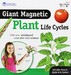 Навчальний набір на магнітах "Життєвий цикл рослини" Learning Resources дополнительное фото 1.