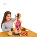 Анатомическая модель человека сборная, 27 см, Edu-Toys дополнительное фото 4.