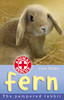 Fern The Pampered Rabbit