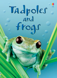 Книги про тварин: Tadpoles and frogs [Usborne]