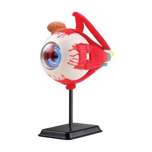 Анатомічні моделі-конструктори: Набір для досліджень Edu-Toys Модель очного яблука збірна, 14 см