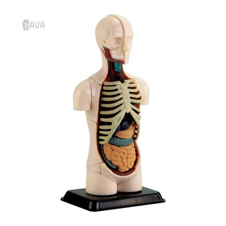 Анатомические модели-конструкторы: Модель туловища человека сборная, 12.7 см, Edu-Toys